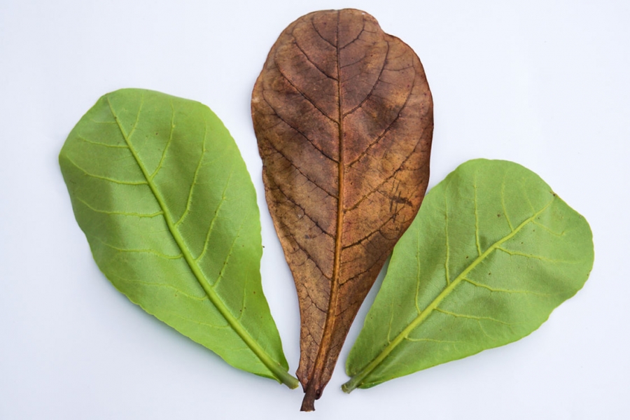 Manfaat Daun Ketapang (Terminalia Cattapa) Dalam Menstabilkan pH Air Pemeliharaan Budidaya