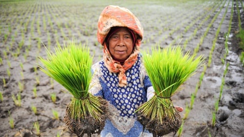 Pertanian Adalah Tulang Punggung Negara Terutama Tanaman Pangan