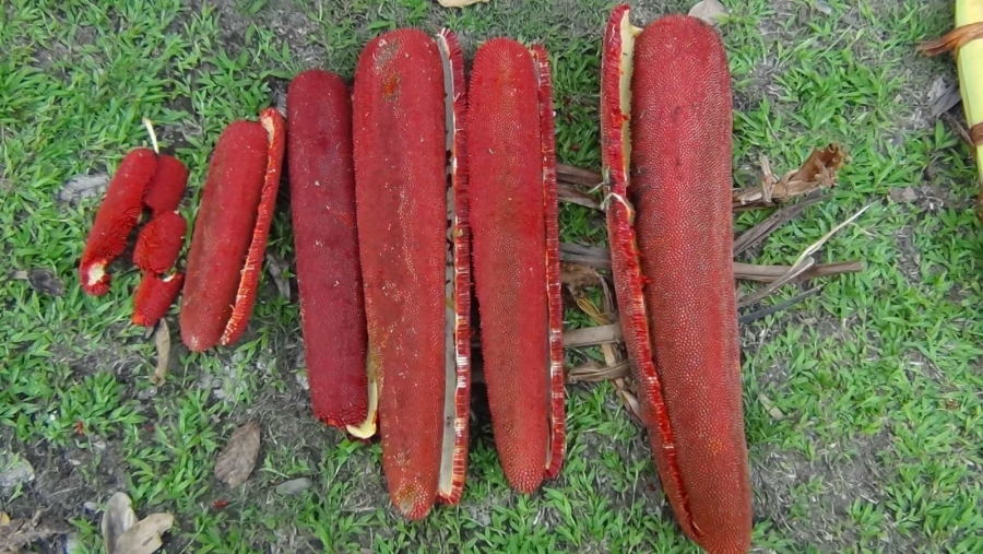 POTENSI BUAH MERAH DI BINTUNI