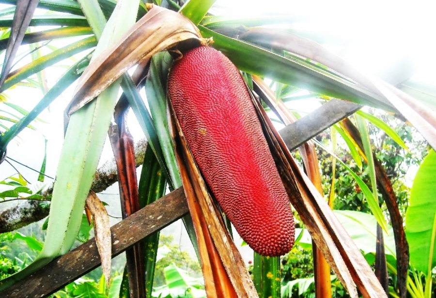 Si Cantik Merah Potensi Unggulan Papua Barat
